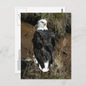 Adult Bald Eagle op Ballyhoo Mountain Briefkaart (Voorkant / Achterkant)