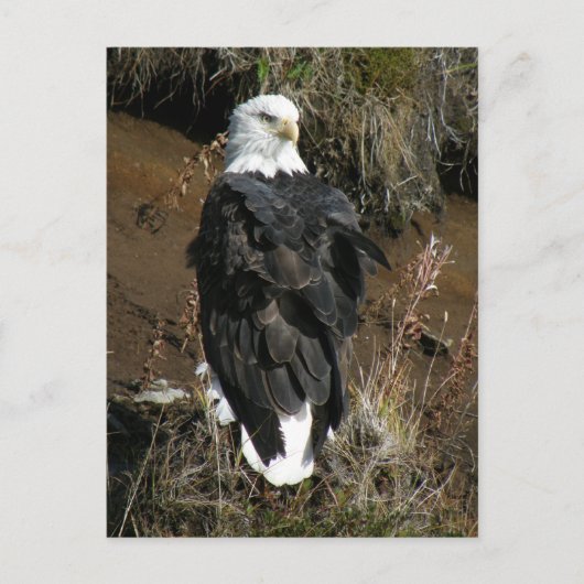 Adult Bald Eagle op Ballyhoo Mountain Briefkaart (Voorkant)
