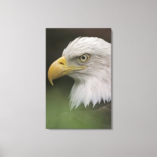 Adult Bald Eagle Portrait, Haliaeetus Canvas Afdruk (Voorkant)