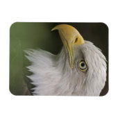 Adult Bald Eagle Portrait, Haliaeetus Magneet (Horizontaal)