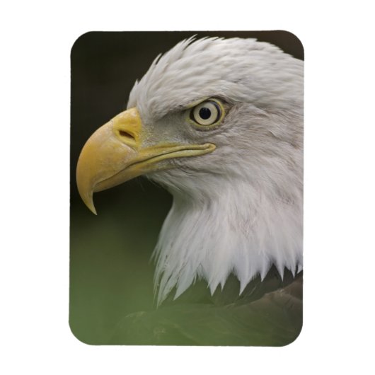 Adult Bald Eagle Portrait, Haliaeetus Magneet (Verticaal)