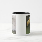 Adult Bald Eagle Portrait, Haliaeetus Mok (Midden)