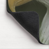 Adult Bald Eagle Portrait, Haliaeetus Muismat (Hoek)