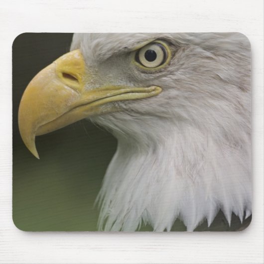 Adult Bald Eagle Portrait, Haliaeetus Muismat (Voorkant)