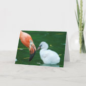 Adult Flamingo and chick Greeting Card. Kaart (Achterkant)