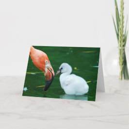 Adult Flamingo and chick Greeting Card. Kaart