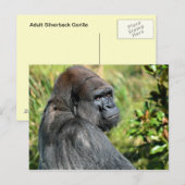 Adult Gorilla Briefkaart (Voorkant / Achterkant)