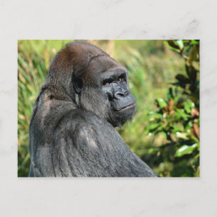 Adult Gorilla Briefkaart