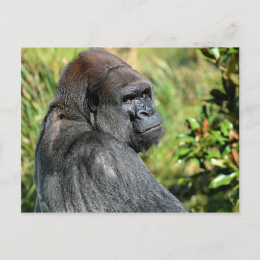 Adult Gorilla Briefkaart (Voorkant)