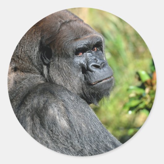 Adult Gorilla Ronde Sticker (Voorkant)