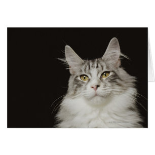 Adult Maine Coon Cat