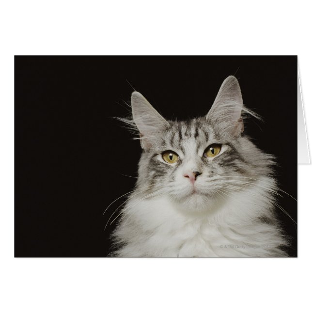 Adult Maine Coon Cat (Voorkant Horizontaal)