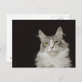 Adult Maine Coon Cat Briefkaart (Voorkant / Achterkant)