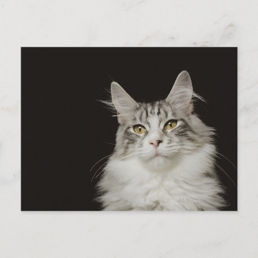Adult Maine Coon Cat Briefkaart (Voorkant)
