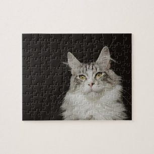 Adult Maine Coon Cat Legpuzzel