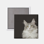 Adult Maine Coon Cat Magneet (Voorkant / Achterkant)