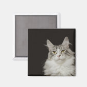 Adult Maine Coon Cat Magneet (Voorkant / Achterkant)