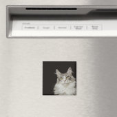 Adult Maine Coon Cat Magneet (Insitu (Vaatwasser))