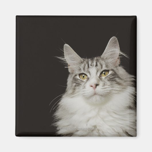 Adult Maine Coon Cat Magneet (Voorkant)