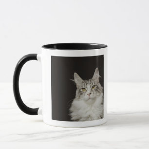 Adult Maine Coon Cat Mok
