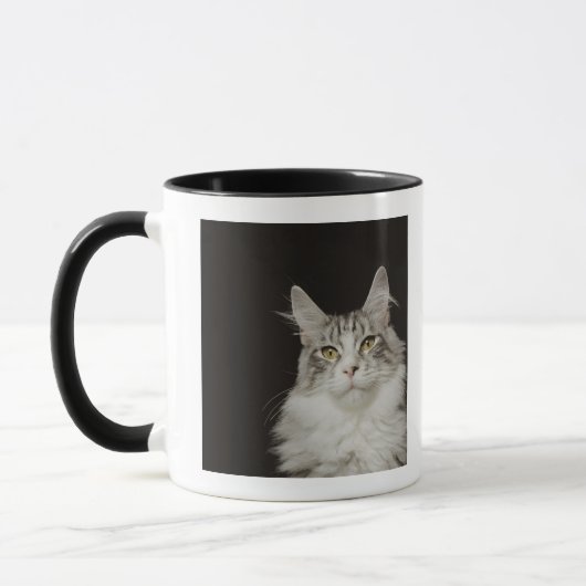 Adult Maine Coon Cat Mok (Links)