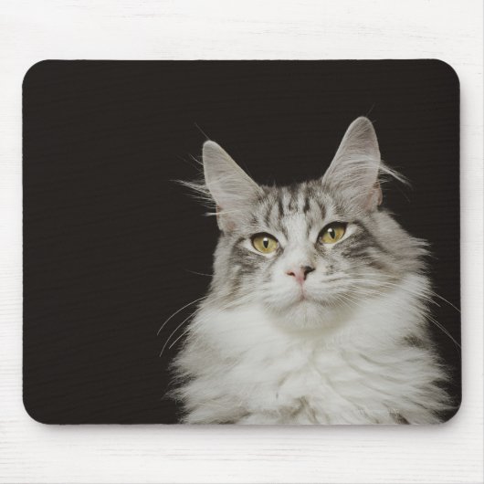Adult Maine Coon Cat Muismat (Voorkant)