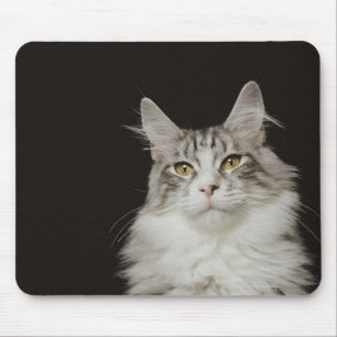 Adult Maine Coon Cat Muismat