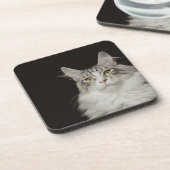 Adult Maine Coon Cat Onderzetter (Linkerzijde)