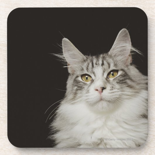 Adult Maine Coon Cat Onderzetter (Voorkant)