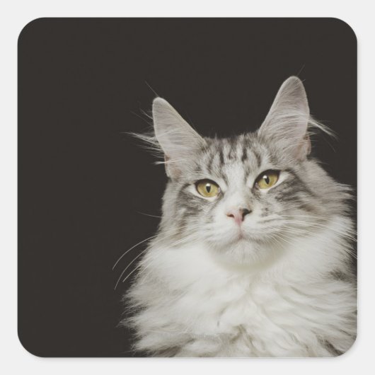 Adult Maine Coon Cat Vierkante Sticker (Voorkant)