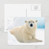 Adult polar bear large boar on the summer ice briefkaart (Voorkant / Achterkant)