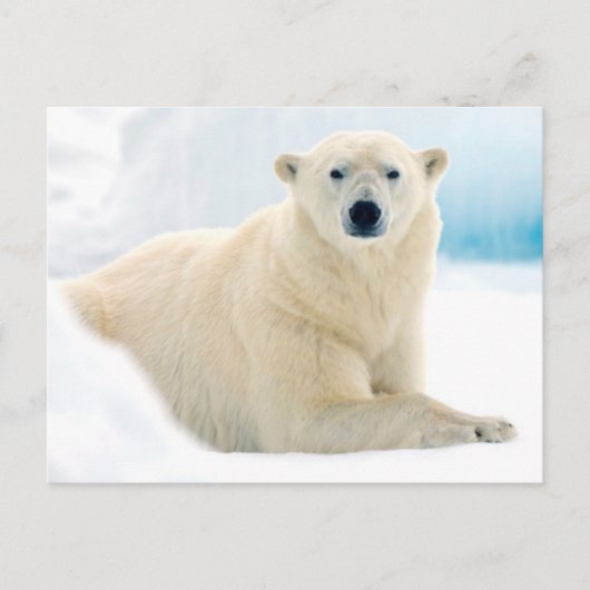 Adult polar bear large boar on the summer ice briefkaart (Voorkant)