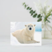 Adult polar bear large boar on the summer ice briefkaart (Staand voorkant)