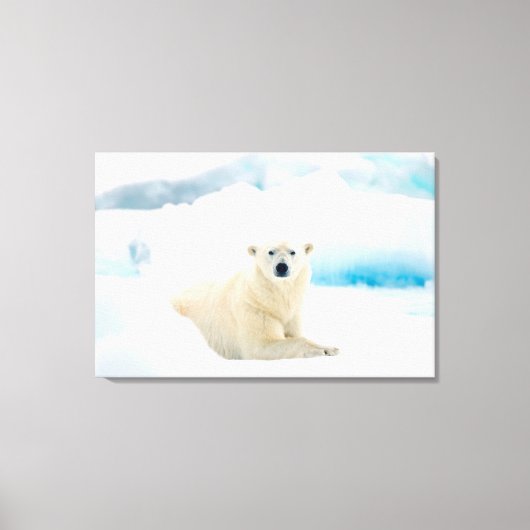 Adult polar bear large boar on the summer ice canvas afdruk (Voorkant)