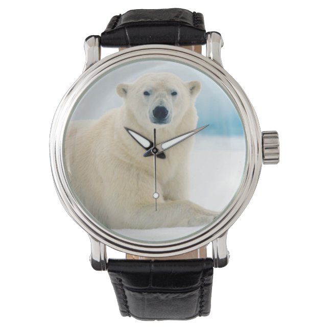 Adult polar bear large boar on the summer ice horloge (Voorkant)