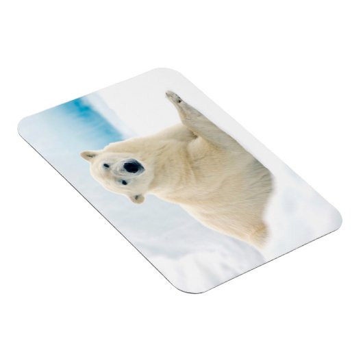 Adult polar bear large boar on the summer ice magneet (Rechterzijde)