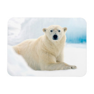 Adult polar bear large boar on the summer ice magneet
