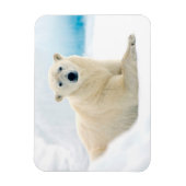 Adult polar bear large boar on the summer ice magneet (Verticaal)