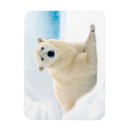Adult polar bear large boar on the summer ice magneet (Verticaal)