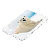 Adult polar bear large boar on the summer ice magneet (Linkerzijde)