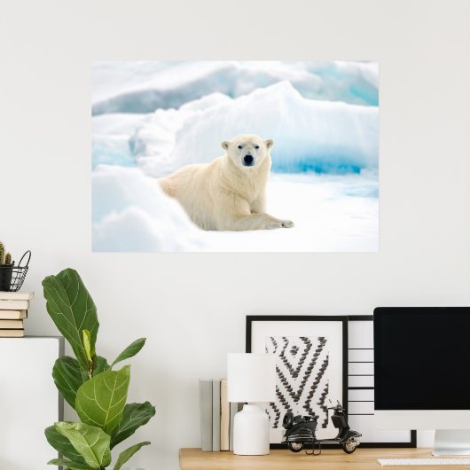 Adult polar bear large boar on the summer ice poster (Thuiskantoor)