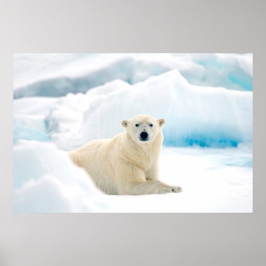 Adult polar bear large boar on the summer ice poster (Voorkant)