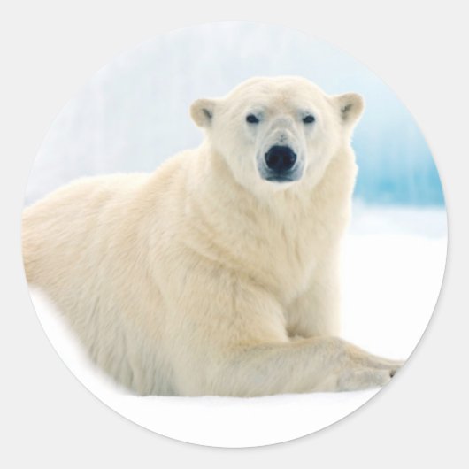 Adult polar bear large boar on the summer ice ronde sticker (Voorkant)
