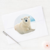 Adult polar bear large boar on the summer ice ronde sticker (Envelop)
