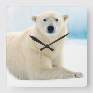 Adult polar bear large boar on the summer ice vierkante klok