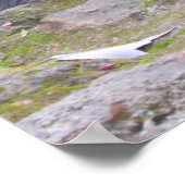 Advies van een Raccoon Poster (Hoek)