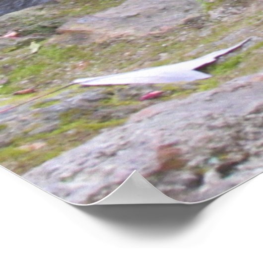 Advies van een Raccoon Poster (Hoek)