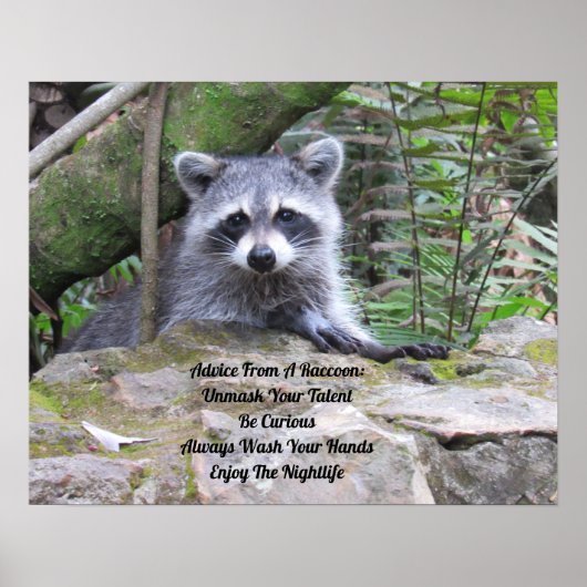 Advies van een Raccoon Poster (Voorkant)