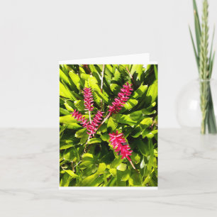 Aechmea Bromeliad Foto gevouwen Note Kaart