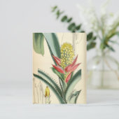 Aechmea mertensii (= mucroniflora) briefkaart (Staand voorkant)